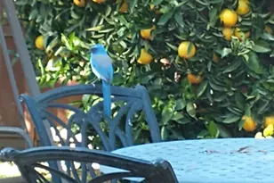 1023 Santa Barbara Way, Yuba City, CA 95991 - Photo 48