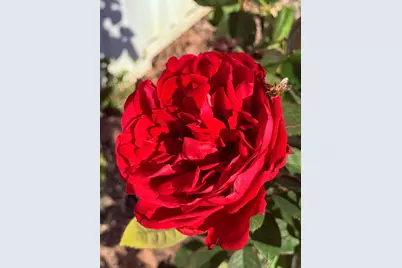 County Rd 21A #64, Esparto, CA 95627 - Photo 54