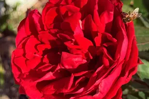 County Rd 21A, Esparto, CA 95627 - Photo 54