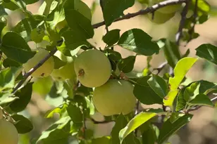 5045 Free Fox Ln, Placerville, CA 95667 - Photo 54