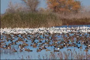 8685 River Rd, Sacramento, CA 95832 - Photo 86