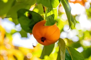 3350 Marina Cove Cir, Elk Grove, CA 95758 - Photo 36