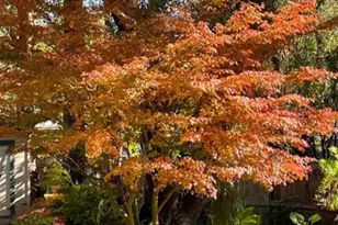 135 Nevada Ave, Roseville, CA 95678 - Photo 44