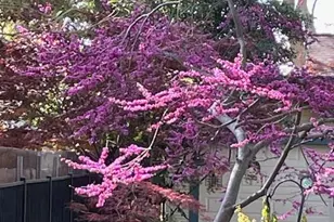 135 Nevada Ave, Roseville, CA 95678 - Photo 42