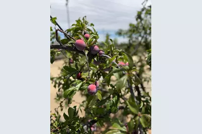 9173 Vervain Way, Sacramento, CA 95829 - Photo 56