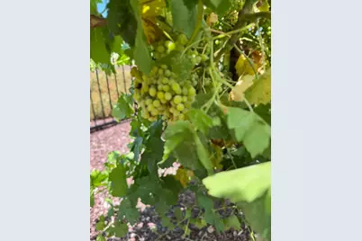 9173 Vervain Way, Sacramento, CA 95829 - Photo 54