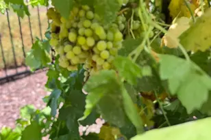 9173 Vervain Wy, Sacramento, CA 95829 - Photo 54