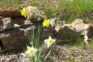 15891 Shake Ridge Rd, Sutter Creek, CA 95685 - Photo 8