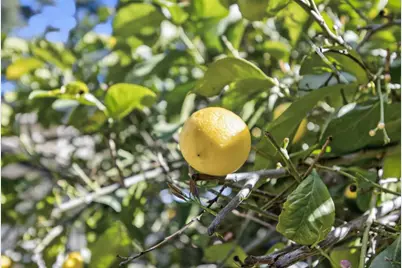 8560 Phoenix Avenue, Fair Oaks, CA 95628 - Photo 78