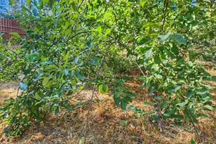 3221 Brauer Rd, Georgetown, CA 95634 - Photo 24