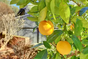 2790 Black Oak Rd, Auburn, CA 95602 - Photo 76