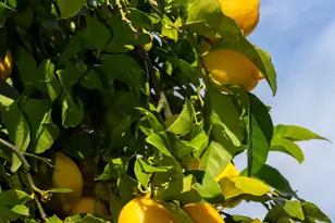 8272 Woodlake Hills Dr, Orangevale, CA 95662 - Photo 46