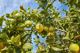 2072 Juneau St, San Leandro, CA 94577 - Photo 26