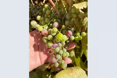 8105 Bauser Avenue, Roseville, CA 95747 - Photo 40