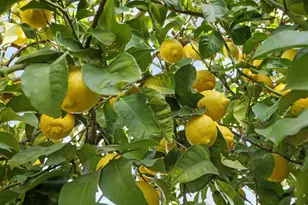 1771 Fontanella Way, Stockton, CA 95205 - Photo 38