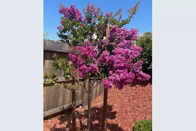 4700 Trumpet Lily Way, Roseville, CA 95747 - Photo 32