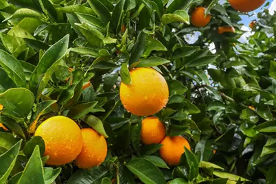 1017 Hamlet Court, Stockton, CA 95209 - Photo 56