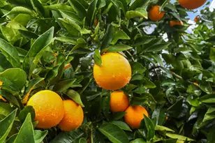 1017 Hamlet Ct, Stockton, CA 95209 - Photo 56