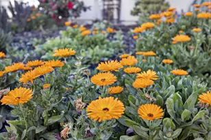 10070 Sea Turtle St, Elk Grove, CA 95757 - Photo 4