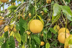 3203 Morro Bay Ave, Davis, CA 95616 - Photo 90