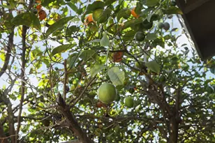 9415 Cherry St, Oakland, CA 94603 - Photo 20