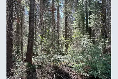 19372 Marsh Mill Road, Nevada City, CA 95959 - Photo 6