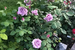 2890 Northrop Ave, Sacramento, CA 95864 - Photo 50