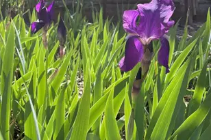 180 Dutch Flat Rd, Dutch Flat, CA 95714 - Photo 28