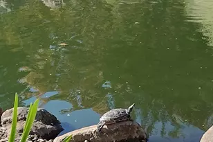 796 Woodside Ln E, Sacramento, CA 95825 - Photo 64