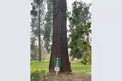 386 Buckthorn Drive, Murphys, CA 95247 - Photo 14