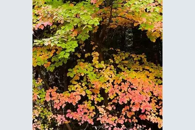 11306 Winding Way, Clipper Mills, CA 95930 - Photo 72