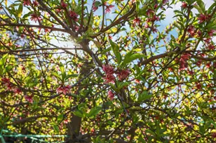 334 Alturas Ave, Stockton, CA 95207 - Photo 32