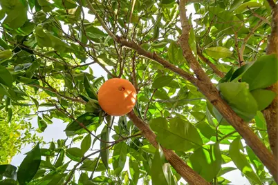 7958 Dana Butte Way, Citrus Heights, CA 95610 - Photo 62