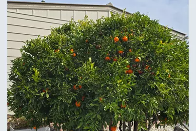 Leafwood Way, Folsom, CA 95630 - Photo 28