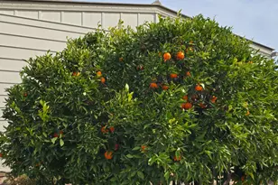 Leafwood Way, Folsom, CA 95630 - Photo 28