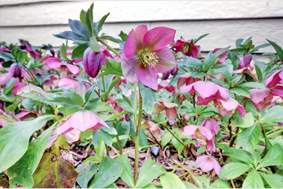 154 Scotia Pines Circle, Grass Valley, CA 95945 - Photo 42