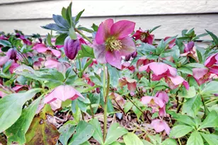 154 Scotia Pines Cir, Grass Valley, CA 95945 - Photo 42