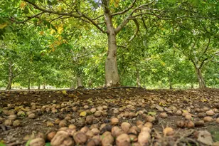 7306 Van Allen Rd, Stockton, CA 95215 - Photo 6