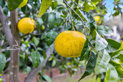 7998 Caceres Way, Sacramento, CA 95823 - Photo 50