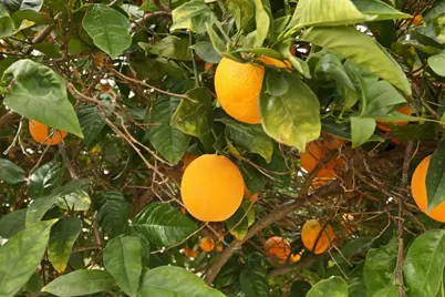 1830 Laurelgrove Lane, Tracy, CA 95376 - Photo 34