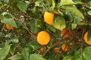 1830 Laurelgrove Ln, Tracy, CA 95376 - Photo 34