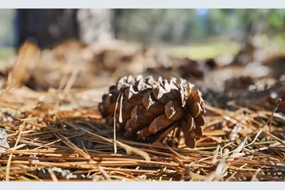 1642 The Point Road Lot 297, Meadow Vista, CA 95722 - Photo 28