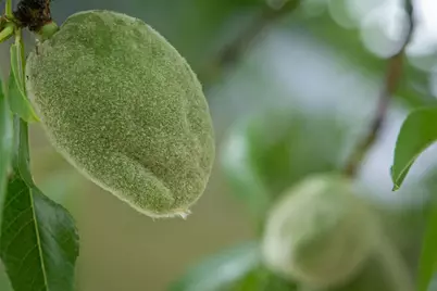 12606 Black Road, Smartsville, CA 95977 - Photo 42