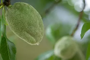 12606 Black Rd, Smartsville, CA 95977 - Photo 42