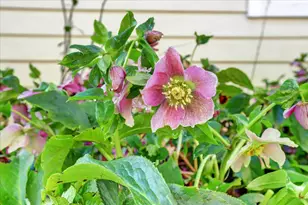 143 Scotia Pines Cir, Grass Valley, CA 95945 - Photo 48