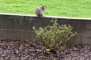 109 Wild Oat Ct, Roseville, CA 95747 - Photo 68