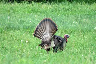 109 Wild Oat Ct, Roseville, CA 95747 - Photo 66