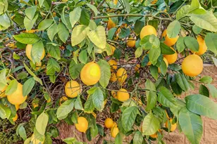 140 Blue Bonnet Ct, Roseville, CA 95661 - Photo 30