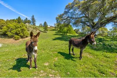 13088 Trembath Mtn Road, Fiddletown, CA 95629 - Photo 80