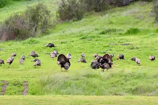 7622 Sagebrush Ln, Wallace, CA 95254 - Photo 64